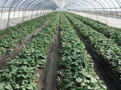 -聚缘草莓瓜果采摘基地(堵家村2店)