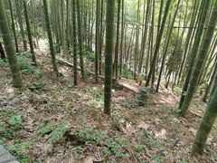 -莫干山风景区