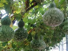 -白鹿原葡萄主题公园