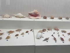 -青岛贝壳博物馆