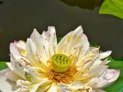 -荷塘月色湿地公园·向阳花洲