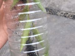 -南通博物苑-崇川人民公园