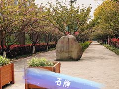 -高东镇樱花园