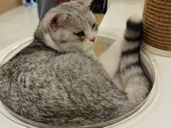 -猫域·湾主题猫咖·宠物吧(南坪城市广场店)
