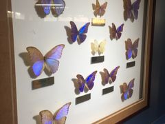 -上海昆虫博物馆