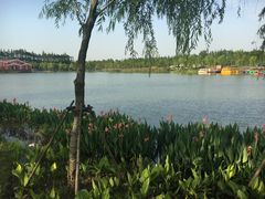 -上海长兴岛郊野公园