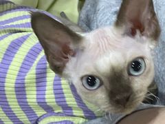 -山宅一喵德文卷毛猫舍