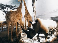 -上海自然博物馆