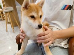 -柴犬小屋·柴餐厅·狗咖食堂(金鼎广场店)