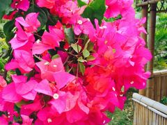 iphone_upload_pic-亚龙湾国际玫瑰谷
