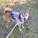【太阳宫安馨花园】不用去郊区也有大草地