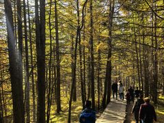 -苏木山森林公园