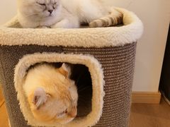 -猫腻·猫咖·撸猫馆(星光大道店)