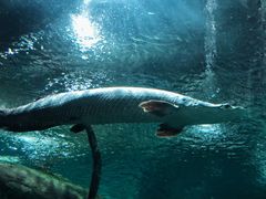 -上海海洋水族馆