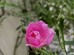 -艺圃