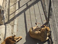 -大连森林动物园