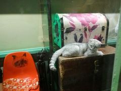 -猫咪博物馆(顶澳仔猫街店)