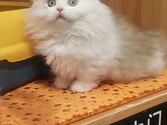 -欣宠猫屋·矮脚拿破仑·蓝金金渐层