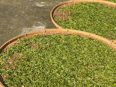 -阿巧茶庄