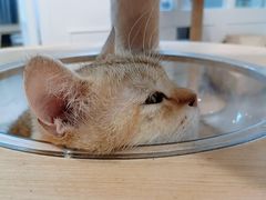 -楼上猫咖(罗湖店)