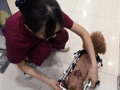 -芭比堂动物医院(广州爱宠下渡路分院)