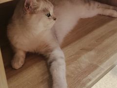 -藏猫猫咖啡主题馆(中央大道店)