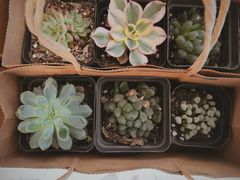 -茶马花街(城西银泰城店)