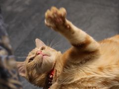 -囿面传统制面馆(中央路店)