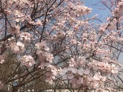 -武清南湖绿博园