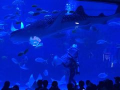 -烟台海昌鲸鲨海洋公园