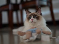 -喵zoo家庭繁育猫舍(尖东智能花园店)