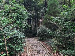 -上海佘山国家森林公园天马山园