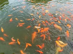 -湖畔居茶楼(湖滨店)