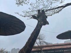 -灵玲国际马戏城