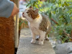 -龙华寺