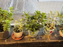 -鲁菜根·泰山菜(泰山店)