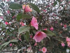 -玄武湖景区-情侣园游乐场