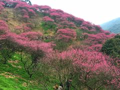 -新建村梅花
