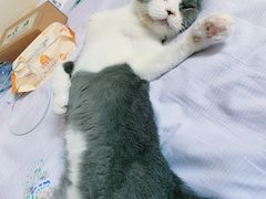 -喜多萌中农锦绣动物医院24H·猫科·牙科MRI·CT