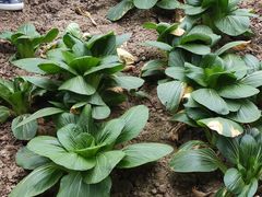 -甜心庄园·甜心草莓采摘园(西青中北店)