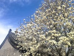 -护国法轮寺