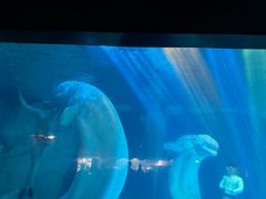 -海合安武汉极地海洋公园