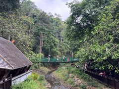 -西双版纳原始森林公园