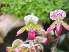 -上海辰山植物园