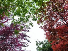 -杭州植物园