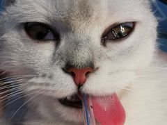-伟伟宠物医院·CT影像中心·瑞派犬猫综合性门诊(汉口总院)