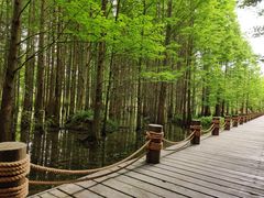 -桤木河湿地公园