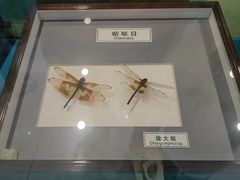 -上海昆虫博物馆