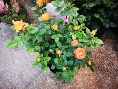 -双季花艺园艺市场(浦东店)