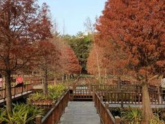-五缘湾湿地公园